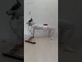 #billiejean #michaeljackson #Michael #dog