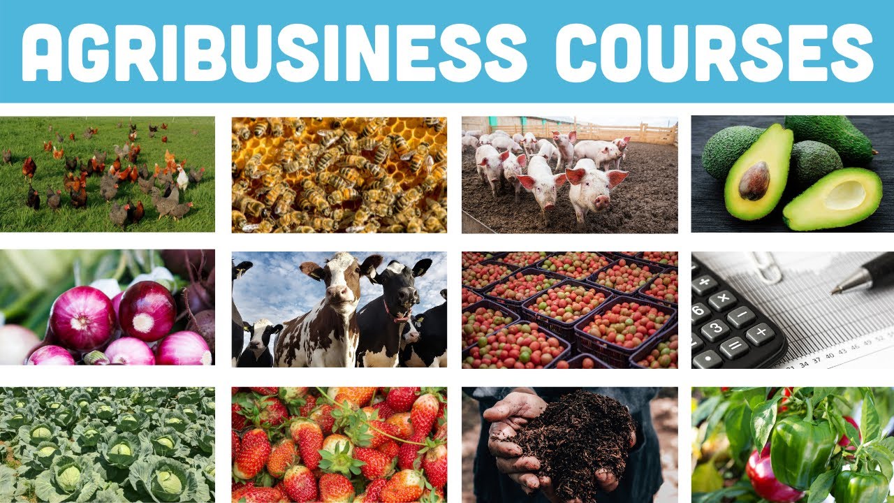 eLengo - Agribusiness Courses