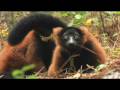 RED RUFFED LEMURS at DUKE LEMUR CENTER