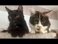 Sweet 20 cute cats live stream