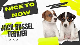 The energetic and lovable Jack Russell Terrier: everything you need to know!