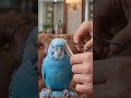 Blue Parakeet Gets Blunt Bangs at the Salon