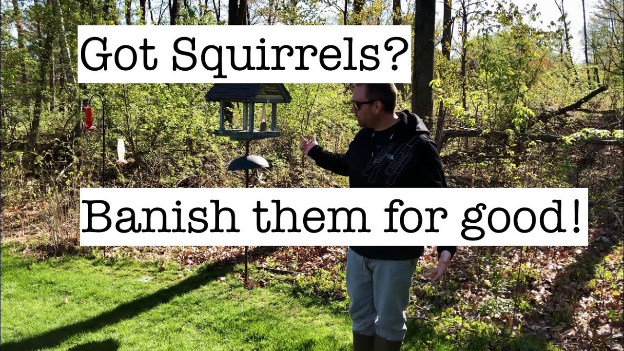 How to keep squirrels off your bird feeders - Part 1: The Overview