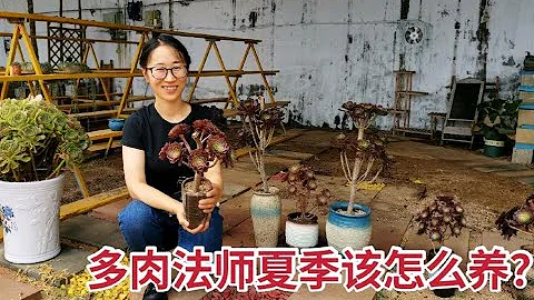 多肉法師夏季休眠嗎？該如何養護才能安穩度夏，該不該澆水？ - 天天要聞