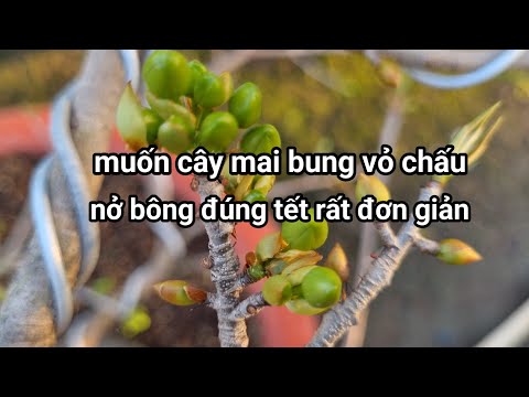 Ngày 20-12ÂL,chăm sóc nụ mai sau 6 Ngày Lặt Lá,giúp nở bông đúng tết. mới nhất 2023