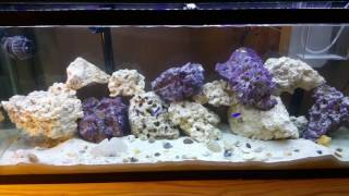 55 gallon saltwater tank. First fish by The Beast 236 views 8 years ago 1 minute, 53 seconds