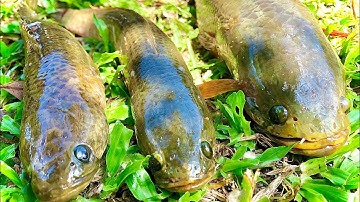 Lure Cá Lóc Bằng Nhái Thật Và Chia Sẻ Cách Câu Lóc Hồ Thuỷ Lợi | Snakehead Fishing