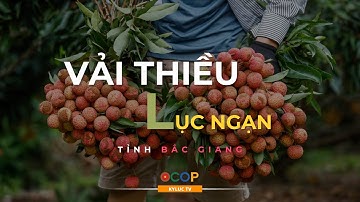 Sản Phẩm Vải Thiều (Tỉnh Bắc Giang) - Đề cử TOP 100 Sản phẩm OCOP 2023 #5