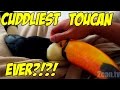 Toucan cuddles just like a PUPPY! (Ripley the Toucan)