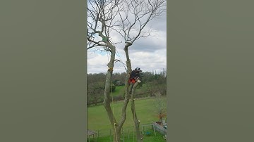 Leaky tree rigging. #arborist #rigging #treework #arbortec