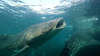 Dancing with Whale Sharks