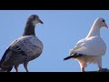 Голуби привели чужих пискунов/Brought foreign pigeons