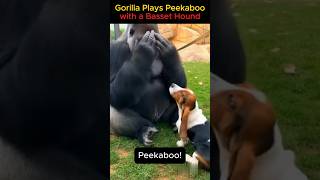 You Won’t Believe Who’s Playing Peekaboo#Heartwarming#CuteAnimals#Gorilla#BassetHound#ViralShorts