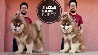 Alaskan Malamute Best Quality puppy in India by Doggies Divine Any Queries Call 8700287843