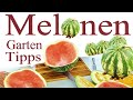 Melonen 2020 | Garten Tipps zu Melonen | Wasser und Zuckermelonen