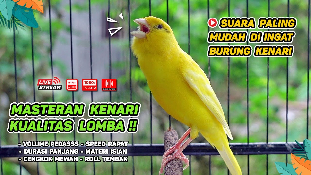 Pancingan Suara Kenari Gacor‼️ Ampuh untuk Masteran Kenari Muda dan Terapi Kenari Macet Bunyi | 289