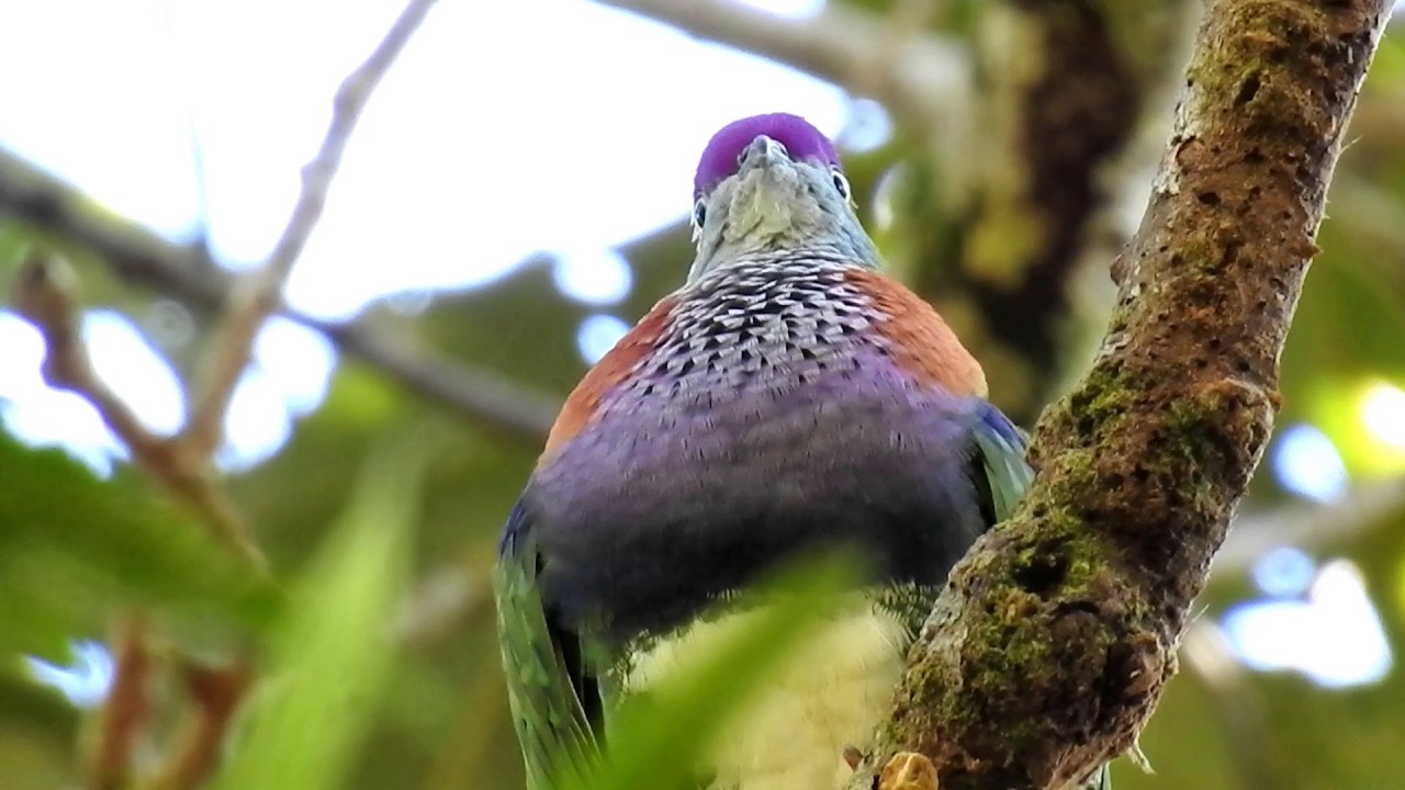 2017 Western Superb Fruit Dove @ North Sulawesi 