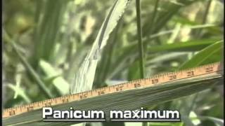 How to identify Guineagrass Panicum maximum