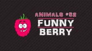 Funny cats,  funny dogs, cute animals - Animal Compilation January 2016 | Funny Berry Animals #52 by Funny Berry Animals 13,706 views 8 years ago 4 minutes, 58 seconds