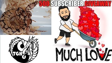 Ball Python Giveaway Official 500 Subscribers TGH video