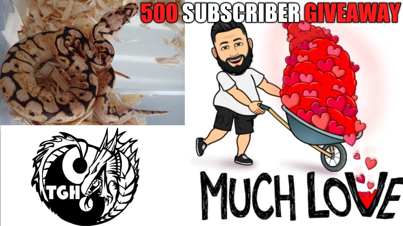 ball python breeders in ohio Ball Python Giveaway Official 500 Subscribers TGH video
