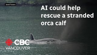 Experts use AI in orca calf rescue attempt