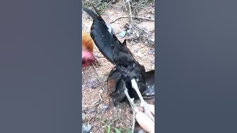 qaib qub dib tuaj tua laib kiag