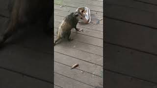 Billy Bob the Friendly Opossum
