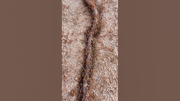 Wow ants eating earthworms #ants #insects #animals #shortvideo #shorts #video #usa #spain