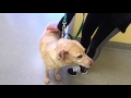 Richmond Spca Richmond Spca