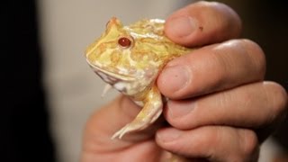 4 Cool Facts about PacMan Frogs | Pet Reptiles