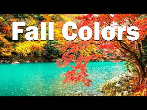 Jazzy Beats 🍂 Fall Colors - Lofi Hip Hop Jazz Music to Relax, Study, Work and Chill