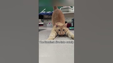When Cat Meets Catnip😋😊#petfunny#funnypets#pets#fypシ#viral#petvideos#funnycat#fypYoutube