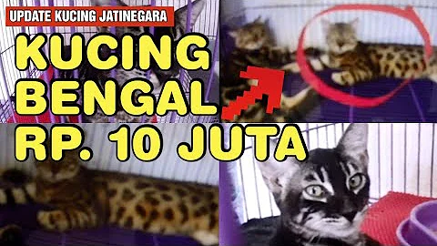 Video 7827891: british shorthair, color british, british blue, kucing