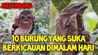 Download Lagu MERINDING❗Inilah 10 Jenis Burung Yang Suka Berkicau Dimalam Hari MP3 Download Lagu MERINDING❗Inilah 10 Jenis Burung Yang Suka Berkicau Dimalam Hari MP3