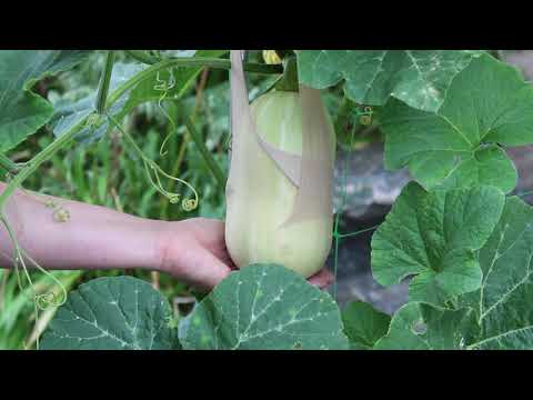 Vidéo: Squash Trellising - Comment faire pousser de la courge sur un treillis