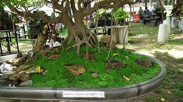 [Tiểu cảnh] - Hòn non bộ Tiểu Sơn Thủy Hữu Tình | Hội Nuôi Trồng