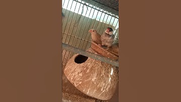 Java Sparrow breeding progress update &Muhammad Nabina&#java #shorts #muhammadﷺnabina#hamzabirds