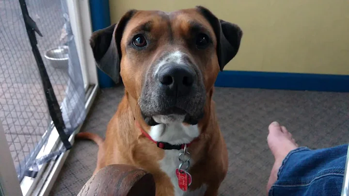 Hungry Dog