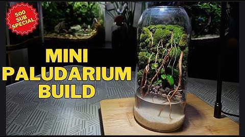 Mini Paludarium Build & Tutorial | 500 Subscriber Special | Easy DIY Ecosystem in a Jar