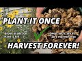 Growing and harvesting sunchokes the easiest survival crop