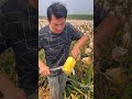 Landscape farmer harvest pineapple fruit #farming #fruit #satisfying #agriculture