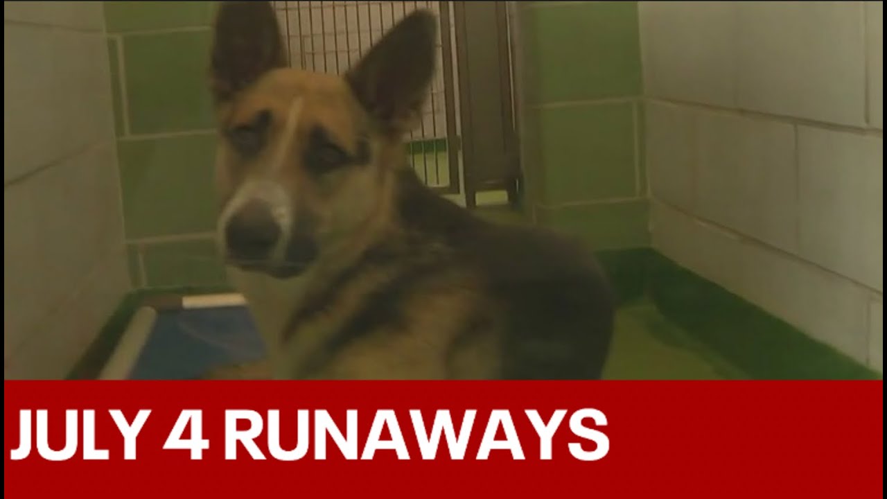 Dallas Animal Services preparing for July 4 runaways YouTube