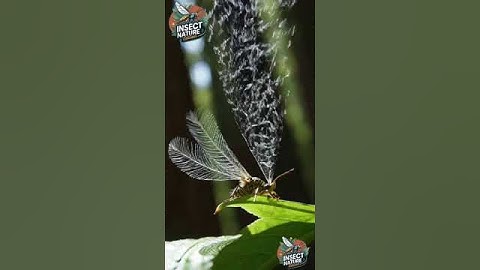 Enigmatic Insect Wonder simple compose