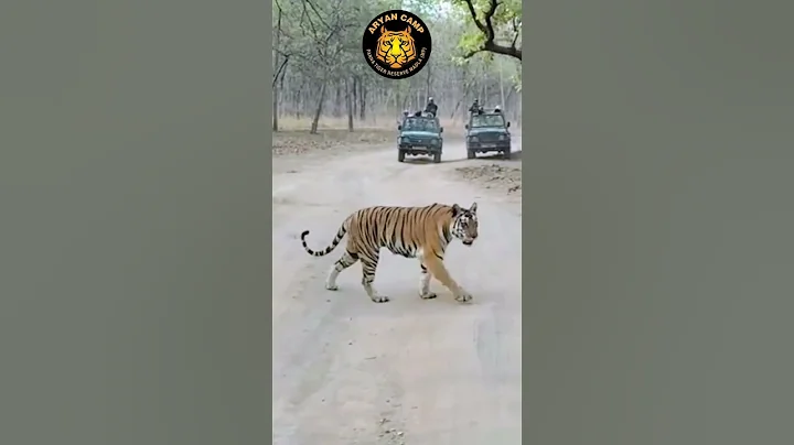 Watch the video about Majestic walk of a Royal Bengal Tiger at #pannatigerreserve #wildlife #photography #cat