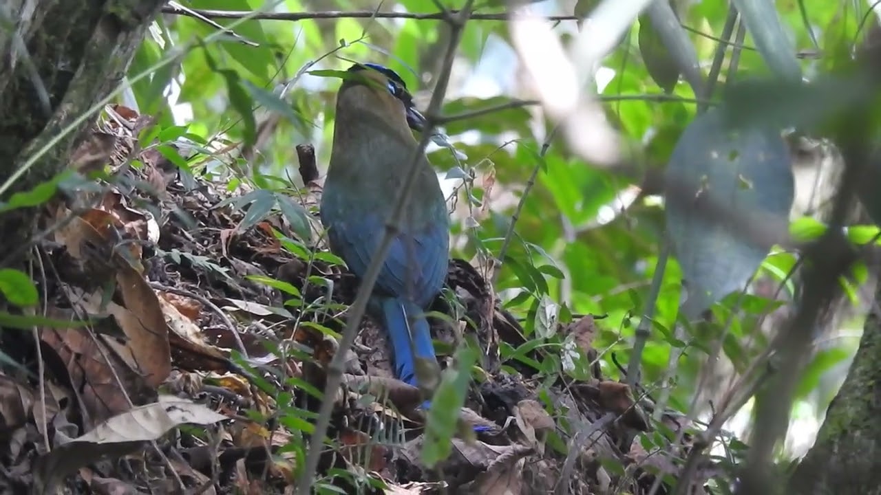 Barranquero Andino/Andean Motmot/Momotus aequatorialis. Cerro de las 3 Cruces, Popayán, Cauca.