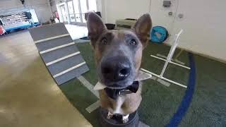 Epic Dog Pros provide dog training for obedience training & service dog training in Orange County CA