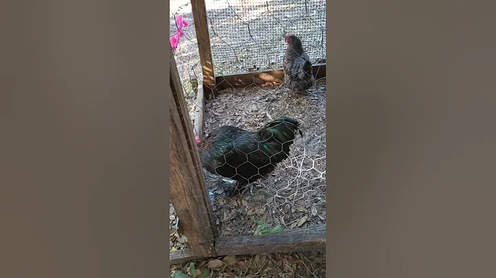 when your rooster attacks