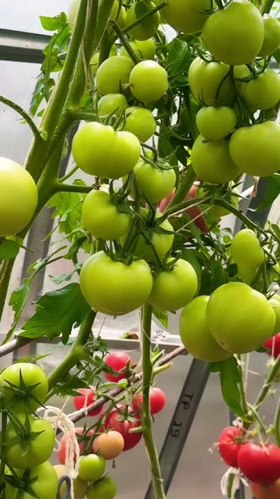🍅🍅🍅 РАННИЙ УРОЖАЙ ТОМАТОВ В ТЕПЛИЦЕ 26 ИЮНЯ. - YouTube