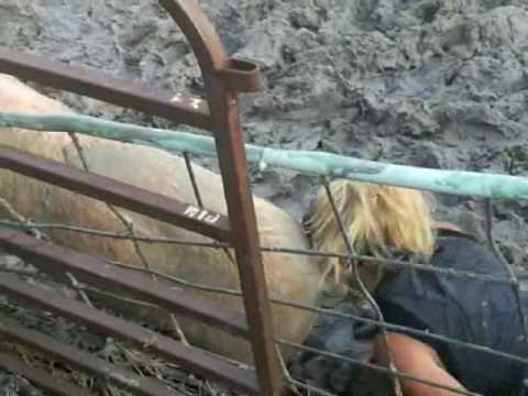 2010 Sundance Pig Wrestling - Women's Division - It's Woman vs. Pig in this mud-splattering sport of squeals and squishy slop.